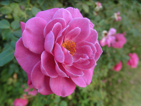 プラム　ダンディ5110