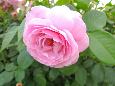 しのぶれどsDSCN6769