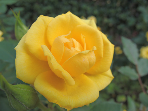 スウィート　ダイアナ6286