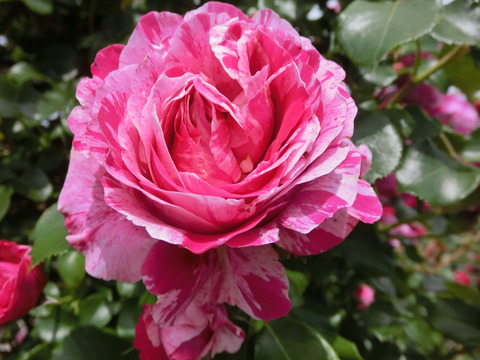 フランボワーズ　バニーユ2528