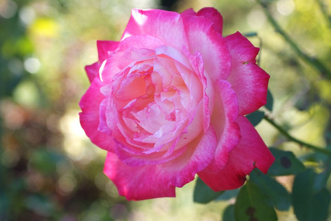 せいか　聖火　（せいか）sDSCF8948