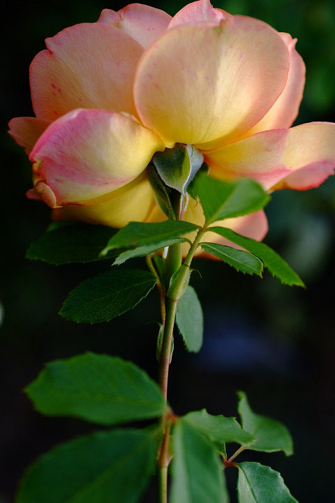 レディ　オブ　シャーロット5466