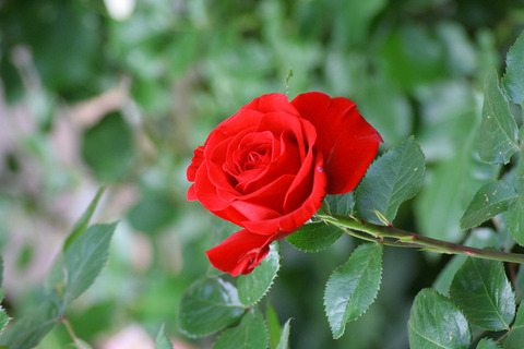 レッド　クイーン2607