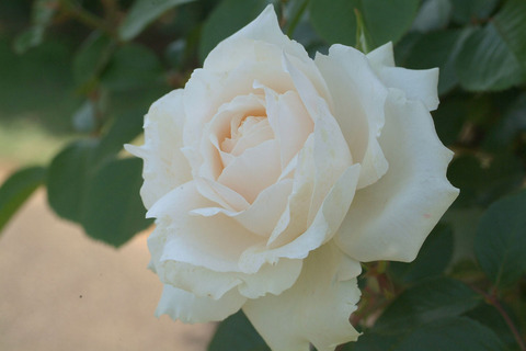 プリンセス　オブ　ウエールズ正式不詳sDSCF1344