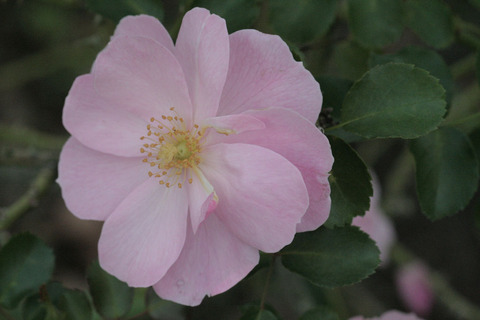 クイーン　マザーsIMG_5509