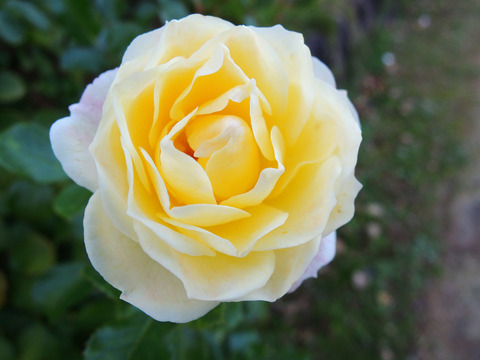 バニラ　ボニカ6792