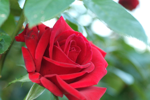 コンラッド　ヘンケルsDSCF1144