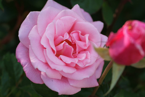 ももか　桃香sDSCF0166