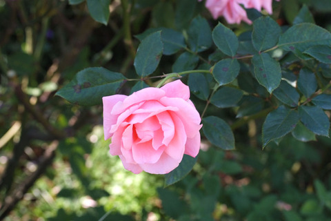 プリンセス　アイコsDSCF8118