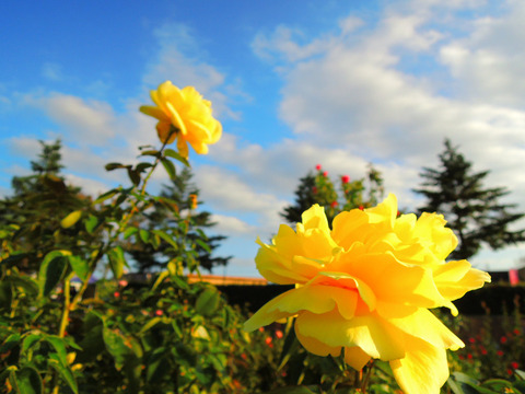 ドフト　ゴールドsDSCN9107