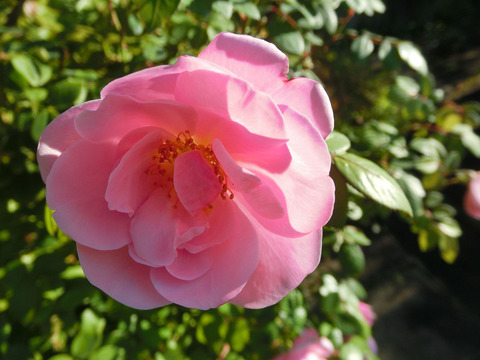 ボウ　ベルズsCIMG8587