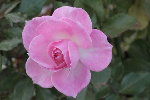 ストロベリー　ダイキリsIMG_5711