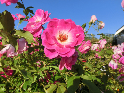 ブリリアント　ピンク　アイスバーグsCIMG8574