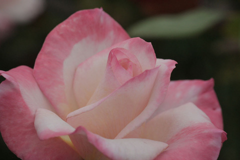 ジェミニsIMG_6660