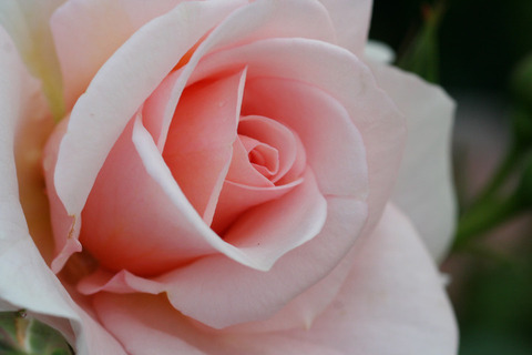 ことね　琴音 (2)