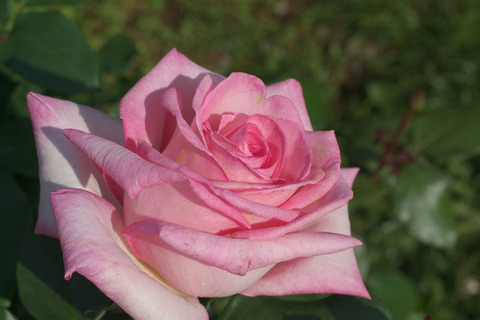 ウィミィsDSCF1270