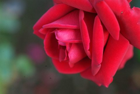 コンラッド　ヘンケルsDSCF1142