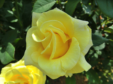 グレイスランド1444