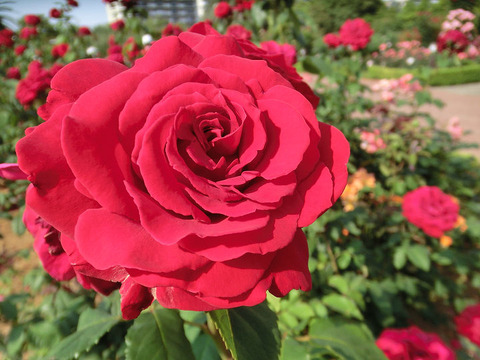 ルージュ　メイアン9517