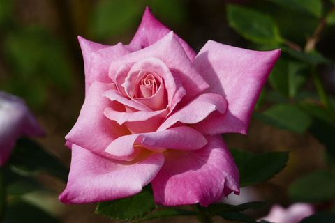 ピンク　パルフェs_1220357