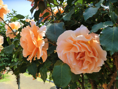 ジャスト　ジョーイ0203