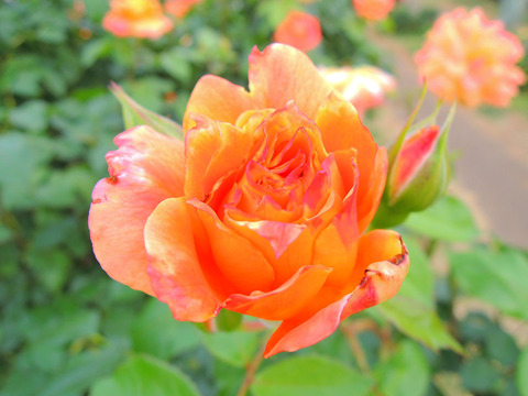 まんよう　万葉sDSCN6697