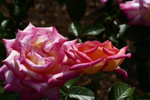 マスコット　’７７s_1220159