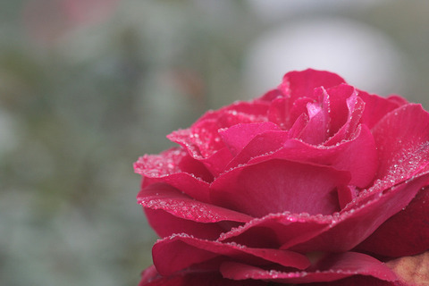 ロナルド　レーガン　ローズ6211