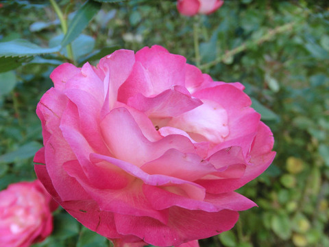 アクロポリス　ロマンティカ5121