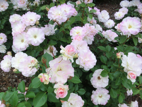 マチルダsCIMG5430