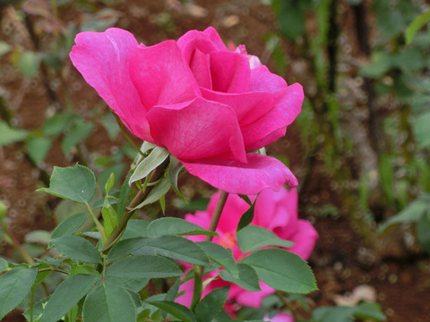 パローレsCIMG4822