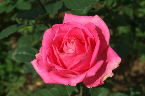 フラグラント　レディsDSCF0652