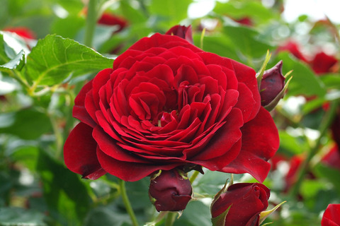 くろちょう　黒蝶　（くろちょう）sDSCF1993