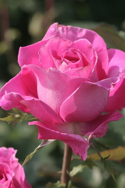 フレグラント　レディー