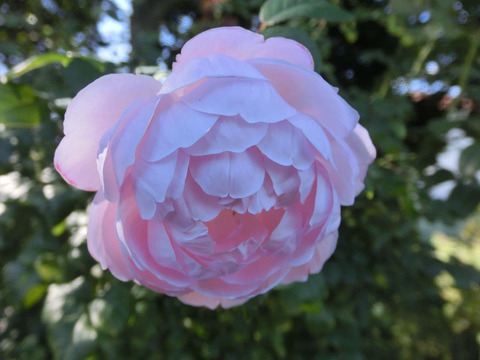 セプタード　アイルsCIMG8293