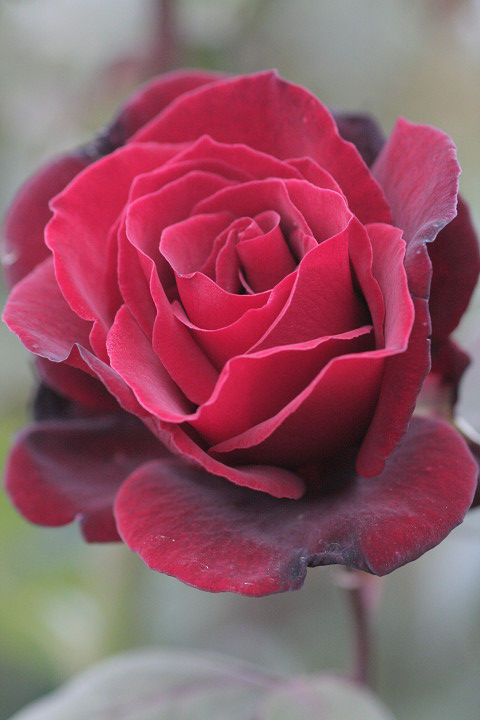 バルカロール6859