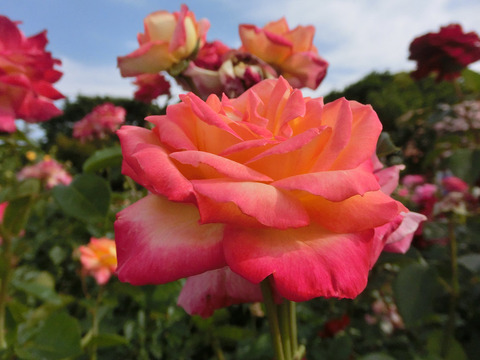 あさぐも　朝雲sCIMG5281