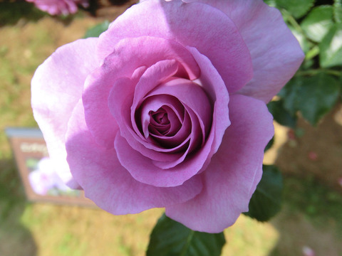 エンチャンティッド　イブニング0211