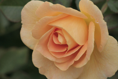 ハニー　ブーケsIMG_5235