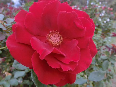 ルージュ　メイアンsCIMG8404