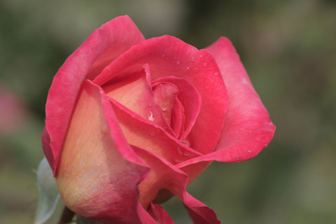 さいうん　彩雲sIMG_4482