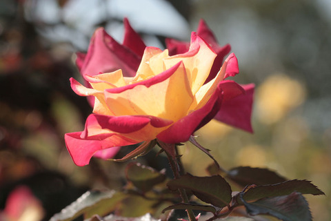 チャールストンsIMG_4596