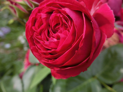 ルージュ　ピエール　ドゥ　ロンサールsCIMG5085