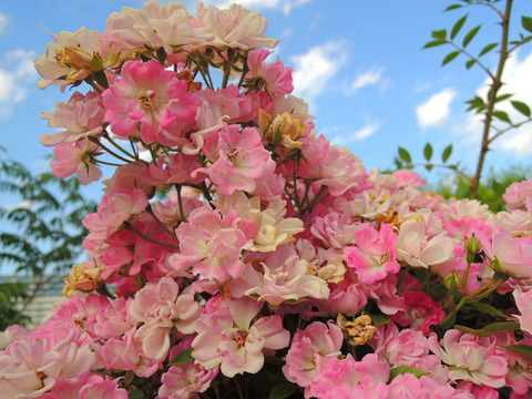 やめつひめ　八女津姫1605