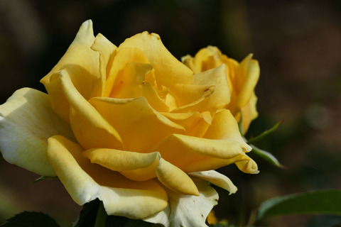 ファルツァー　ゴールドs_1220404