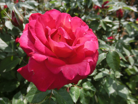 くれない　紅sCIMG3924