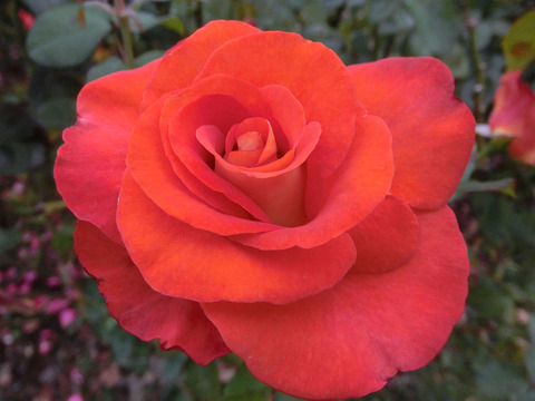 レオニダスsCIMG7493