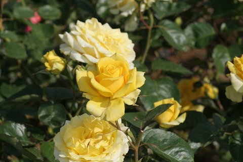 ファルツァー　ゴールド