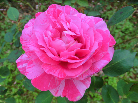 キャンディ　ストライプ (2)