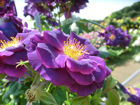 ラプソディー　イン　ブルー1396